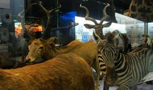 参观自然博物馆_600字