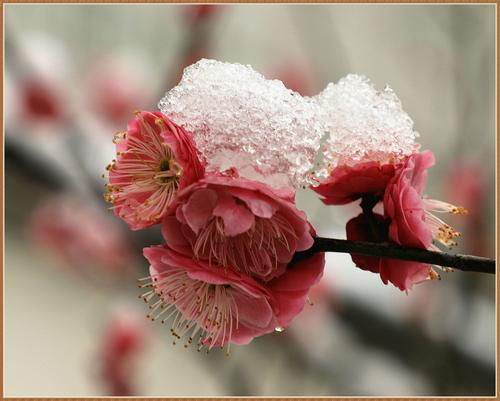 11月，他们走在法庭的花园里。他问：“这么大，你为什么不回去？” “管理。”雪地变得越来越大。他们必须返回宫殿。心脏对他们来说是安全的两杯热茶，而她的眼睛在炎热的雾中混淆，脸部非常尴尬。