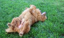 小狗学飞记（第一章）_1200字