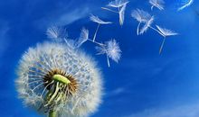 《蒲公英》续写_400字