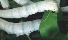 观察蚕蜕皮_450字