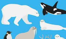 小鸟来到小驯鹿的家——续写_150字