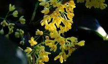 心海之桂（第十章）_900字