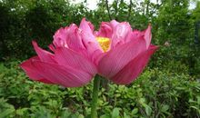 梦醒那片花（第二章）红荷花（上）_900字