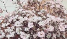 满天星之( 一）初相遇_1200字