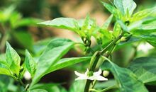 雪梦的恋爱养成日记（第三章：重逢了【二】）_500字