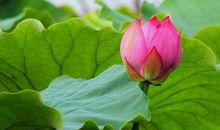 年少花开时（1）_1000字