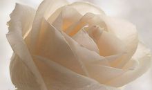 血族白玫瑰（三）_1000字