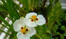 广州一日游 _350字