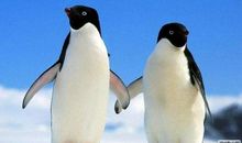 可爱的小黑_500字