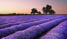 薰衣草的预告_400字