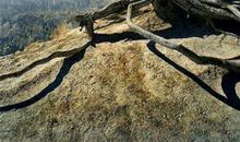 生命之树（第二章）_3000字