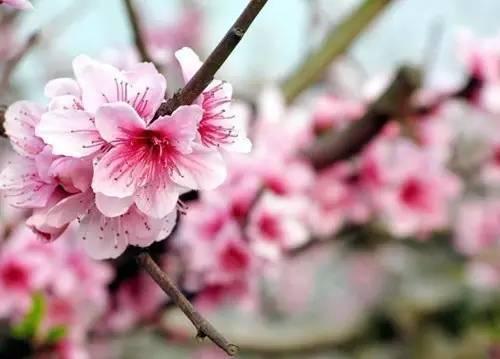 他说。荣华也很好。故事主义即将来临。没有最喜欢的桃花。