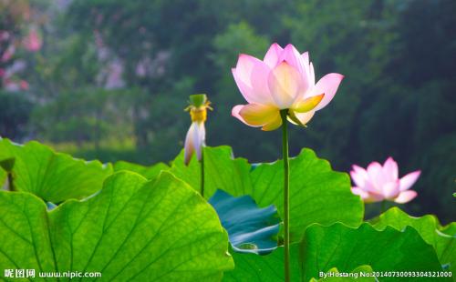 Lotus _100字