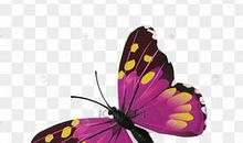 蝴蝶飞进琉璃瓶（四）_700字