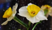 谁教岁岁红莲夜，两处沉吟各自知。