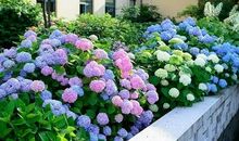 这个季节属于夏_550字