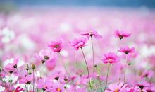 我的流浪生活_1200字