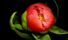 花开的声音_500字