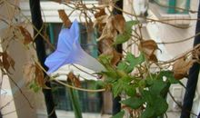 我家的小院_250字