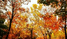 五彩缤纷的秋天_400字