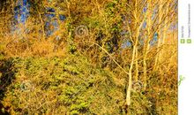 秋天的树林_300字