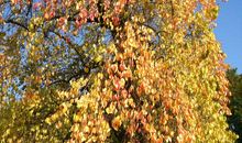 绚丽多彩的秋天_650字