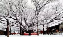 飘落在心中的雪