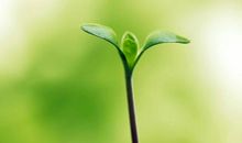 绿色的小生命_400字