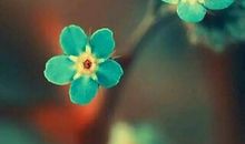 一朵花开的时间_900字