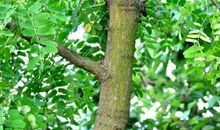 惟独喜欢根之力_900字