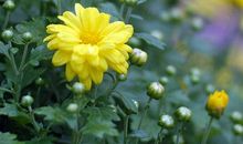 摘一朵菊花 持一份淡雅_550字