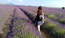 普罗旺斯的传说_750字