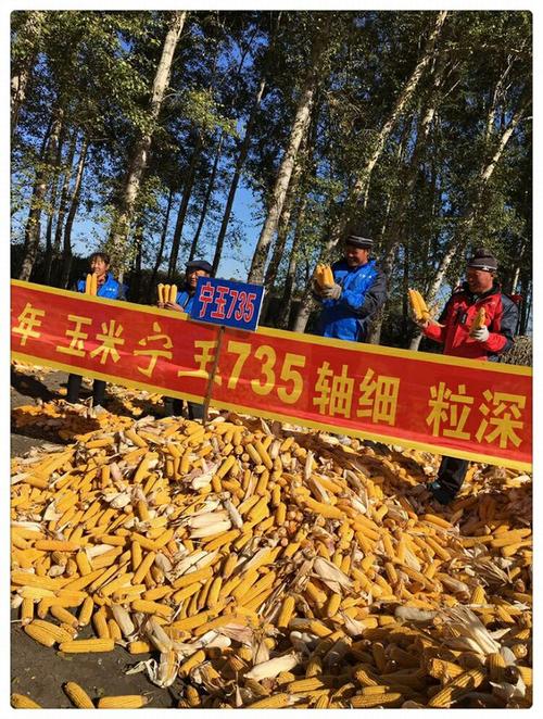 爷爷的家中还有很多树木，除了栗子，橙子和柿子也成熟。柿子树可以很高，有些人可能会问：“柿子树太高了，我们如何拿起树？”不，我们不爬树。我们在棍子顶部切开间隙，然后将柿子树的分支插入，然后用棍子卷起，树枝自然破碎，最后将它拿下来，拿起柿子并拿起柿子在篮子里。虽然那些被带走的人，但它们仍然是绿色的，但他们仍将在我们的腹部或以后团聚。