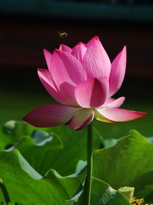 澳门，绽放莲花_450字