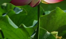 澳门，一朵绽放的莲花_450字