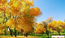 秋天的家乡_750字