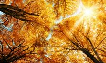 秋天的美景_300字