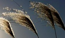 风中那一抹摇曳的绿_450字