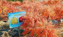 五彩缤纷的秋天_250字