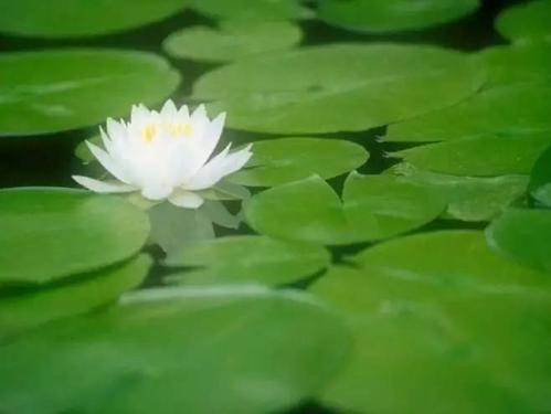 心脏流动_800字