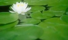 心在流动着_800字