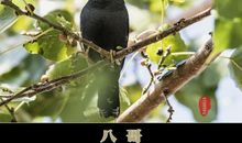 天才小八哥_900字