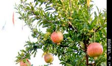 石榴树的果实_500字