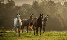 骑马抢板凳_650字