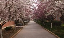 校园的四季_650字