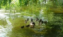 第一次喂鸭子_500字