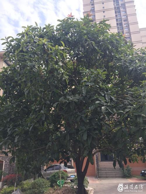 在我的家庭面前的桂花树_350字