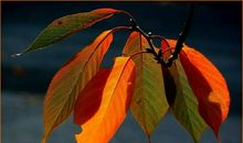 秋天的使者——树叶_400字