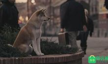 《忠犬八公》观后感_1000字